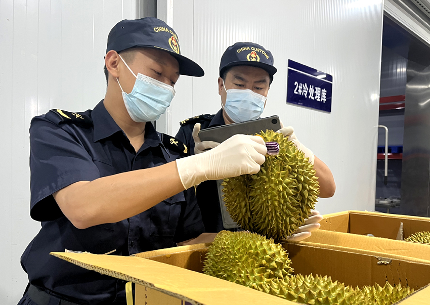 磨憨鐵路口岸綜合性指定監(jiān)管場地水果查驗區(qū)內(nèi)，海關(guān)關(guān)員正在查驗進口榴蓮。勐臘海關(guān)供圖